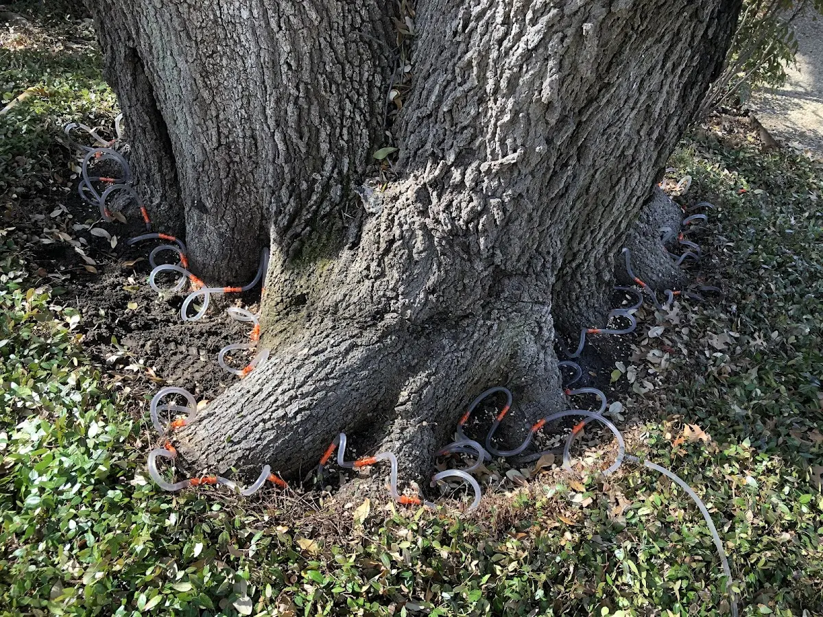 Detailed Tree Cabling and Bracing job site in Rutledge