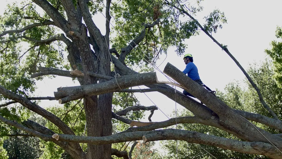 Professional Crown Thinning performed by certified arborists in Rutledge